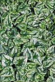LEAVES OF CYCLAMEN COUM,  MARCH