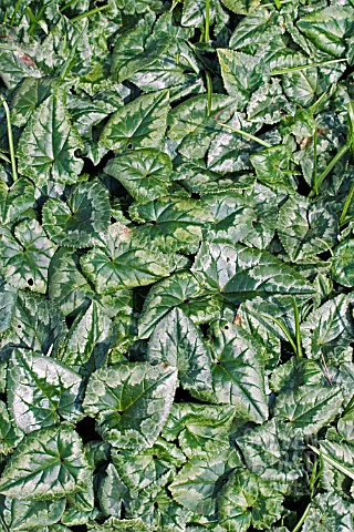 LEAVES_OF_CYCLAMEN_COUM__MARCH