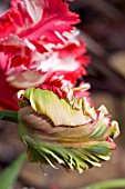 PARROT TULIP FLOWER AND BUD OPENING