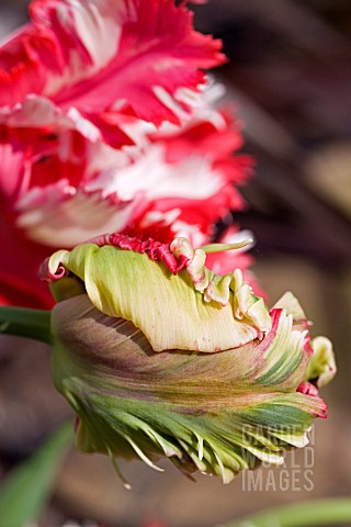 PARROT_TULIP_FLOWER_AND_BUD_OPENING