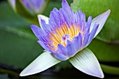 NYMPHAEA CAPENSIS,  WATER LILY FLOWER