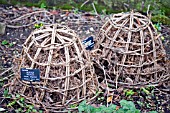 BAMBOO CLOCHES FOR OVERWINTERING,  BEGONIA GRANDIS
