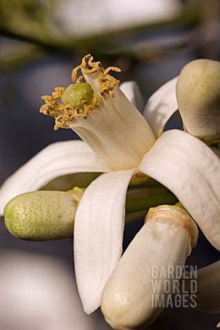 CITRUS_LIMONIA_FLOWERS_AND_BUDS