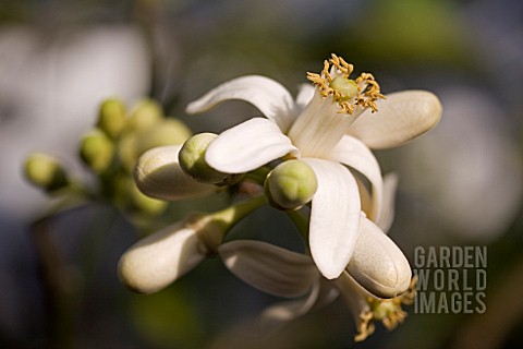 CITRUS_LIMONIA_FLOWER_AND_BUDS