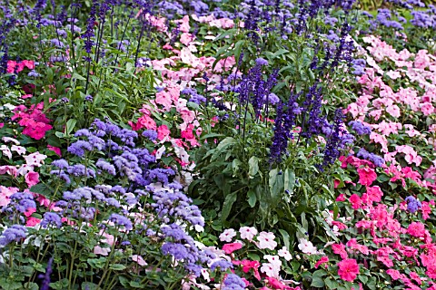 MIXED_SUMMER_BORDER__PINKS_AND_PURPLES