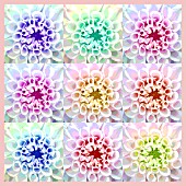 DAHLIAS IN ABSTRACT REPEATED PATTERN (MANIPULATED)