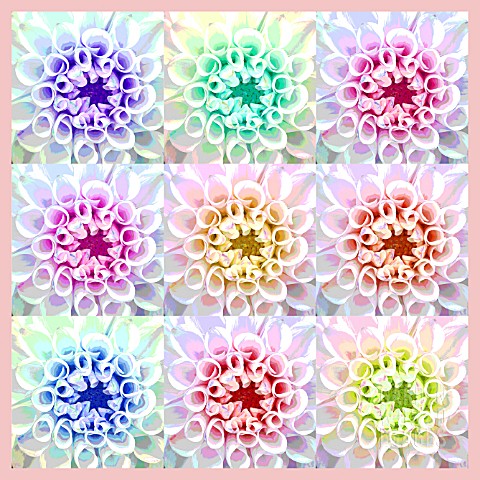 DAHLIAS_IN_ABSTRACT_REPEATED_PATTERN_MANIPULATED