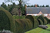 TOPIARY HEDGE AT FELLEY PRIORY GARDEN,  NOTTINGHAMSHIRE