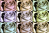 ABSTRACT ROSES IN SOFT PASTEL SHADES