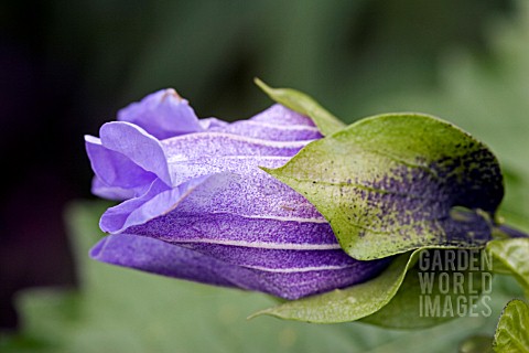COBAEA_SCANDENS__CUP_AND_SAUCER_VINE__CATHEDRAL_BELL