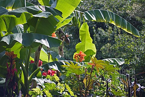 TROPICAL_GARDEN_WITH_MUSA__BANANAS_FLOWERING_FOR_THE_FIRST_TIME_AT_CLARE_COLLEGE__CAMBRIDGE