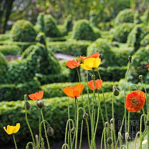 PAPAVER_RHOEAS_IN_FRONT_OF_TOPIARY_PEACOCK_CIRCLE_AT_PALHEIRO_GARDENS__FUNCHAL__MADEIRA