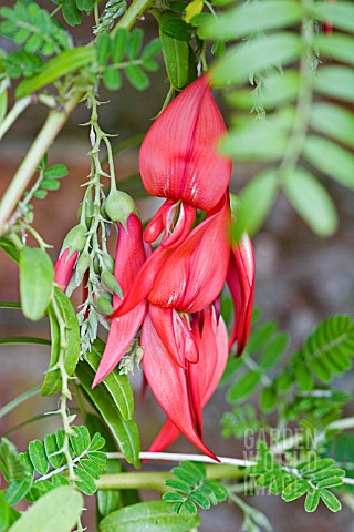CLIANTHUS_PUNICEUS__THE_LOBSTER_CLAW