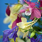 AQUILEGIA BUTTERFLY SERIES MIXED