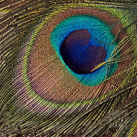PEACOCK_FEATHER