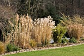 WINTER BORDER OF GRASSES AND BAMBOO