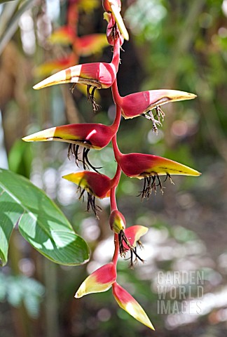 HELICONIA_PLATYSTACHYS__LOBSTER_CLAW