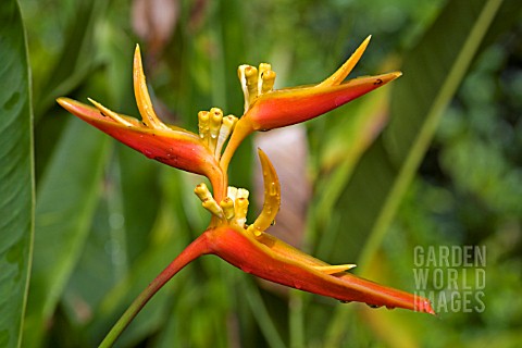 HELICONIA_AFTER_THE_RAIN