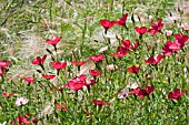 LINUM GRANDIFLORUM   CHARMER MIXED,  RED FLAX,  AND STIPA IN ASSOCIATION