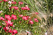 LINUM GRANDIFLORUM   CHARMER MIXED,  RED FLAX IN ASSOCIATION WITH STIPA