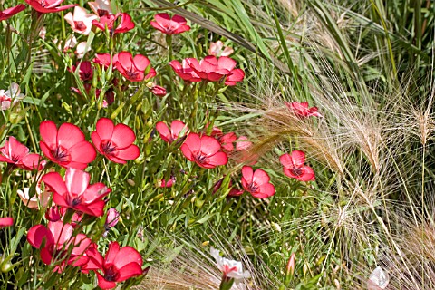 LINUM_GRANDIFLORUM___CHARMER_MIXED__RED_FLAX_IN_ASSOCIATION_WITH_STIPA