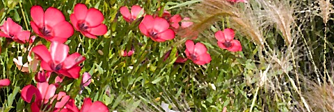 LINUM_GRANDIFLORUM___CHARMER_MIXED__RED_FLAX_IN_ASSOCIATION_WITH_STIPA__MANIPULATED