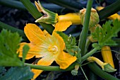 COURGETTE FLOWERS AND LEAVES