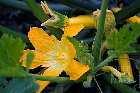 COURGETTE_FLOWERS_AND_LEAVES