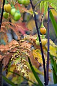 BERRIES AND AUTUMN LEAVES