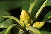 RHODODENDRON BUD