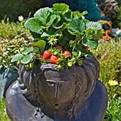 DECORATIVE PLANTER WITH STRAWBERRIES PLANTED AS HAIR