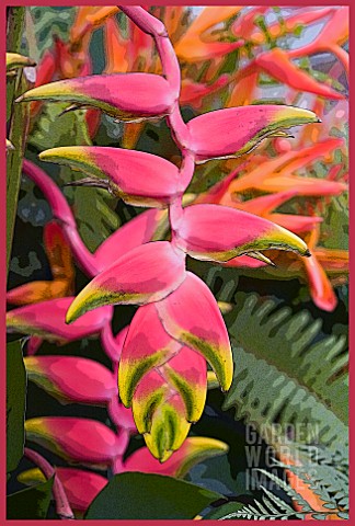 HELICONIA_ROSTRATA_TEN_DAY_WONDER__LOBSTER_CLAW__POSTERISED