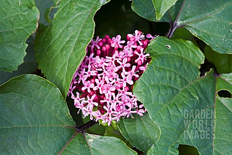 CLERODENDRON_BUNGEI