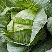 CABBAGE CLOSE UP