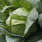CABBAGE MANIPULATED
