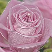 ROSE DECORATED WITH A PEARL BEAD, MANIPULATED