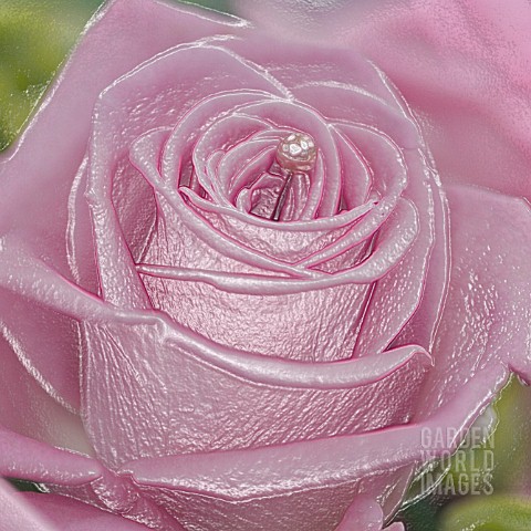 ROSE_DECORATED_WITH_A_PEARL_BEAD_MANIPULATED