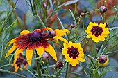 TAGETES AND RUDBECKIAS IN ASSOCIATION