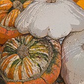 SQUASHES WHITE SCALLOP AND TURKS CAP MANIPULATED