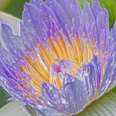 NYMPHAEA CAPENSIS, WATER LILY, MANIPULATED