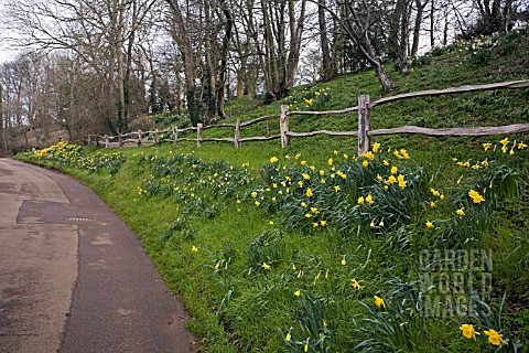 DAFFODILS_LINING_A_COUNTRY_LANE_OXFORDSHIRE