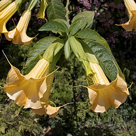 BRUGMANSIA_CANDIDA_YELLOW_ANGELS_TRUMPET
