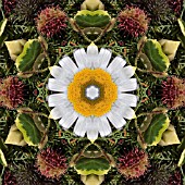 PATTERN OF FLOWERS ON THE STREETS OF FUNCHAL, MADEIRA, 2008, KALEIDOSCOPIC