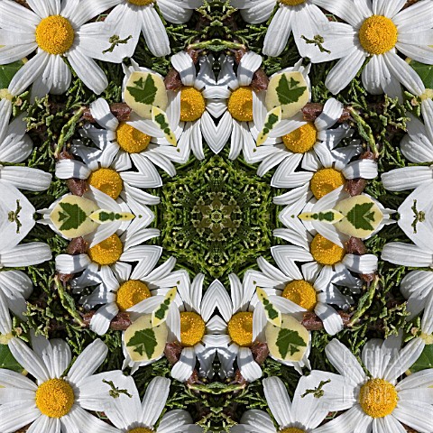 PATTERN_OF_FLOWERS_ON_THE_STREETS_OF_FUNCHAL_MADEIRA_2008_KALEIDOSCOPIC