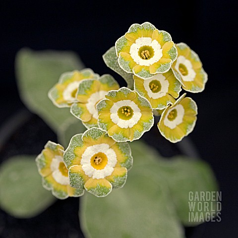 PRIMULA_AURICULA_CLOUDED_YELLOW