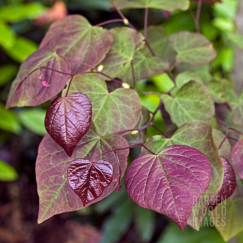 CERCIS_CANDENSIS_FOREST_PANSY