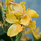 CANNA TROPICAL YELLOW