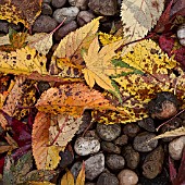 FALLEN LEAVES, MANIPULATED