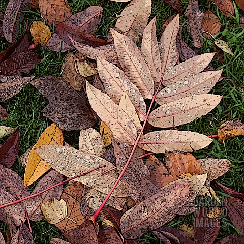 FALLEN_LEAVES_OF_SORBUS_SARGENTIANA_MANIPULATED