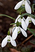 GALANTHUS CURLY